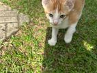 Kitten for Kind Home