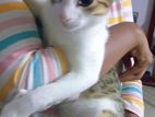 Kitten for Kind Home