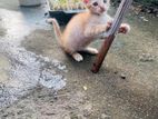 Kitten for Kind Home
