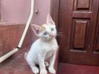 Kitten For Kind Home