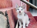 Kitten for Kind Home