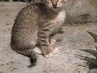 Kitten for Kind Home