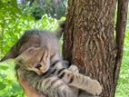 Kitten for Kind Home