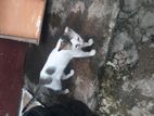 Kitten For Kind Home