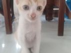 Kitten for kind Home