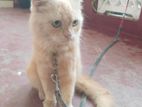 Persian Kitten