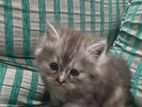 Persian Kitten