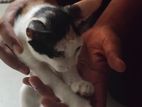 Kittens for Kind Home