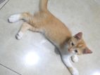 Persian Cat