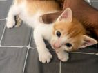 Kittens for Kind Home