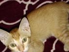 Kitten for Kind Home