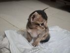 Kittens for Kind Home