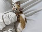 Persian Kitten