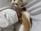 Kitten for Kind Home