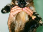 Persian Kitten