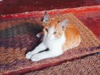 Kittens for Kind Home