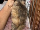 Persian Kitten