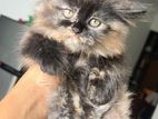 Persian Kitten