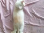 Persian Kitten