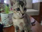 Kitten for Kind Home