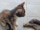Kittens for Kind Home