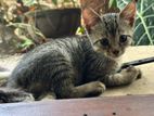 Kitten