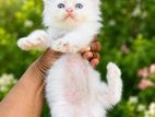 Persian Kittens