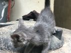 Kitten