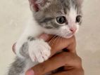 Kittens for Kind Home