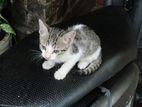 Kittens for Kind Home