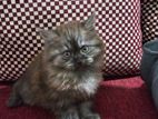 Persian Kitten