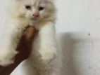Persian Kittens