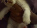 Persian Kitten