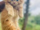 Persian Kitten