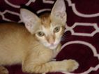 Kitten for Kind Home