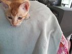 Kitten for Kind Home