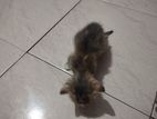 Kitten for Kind Home
