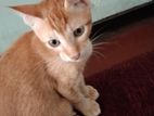 Kitten for Kind Home