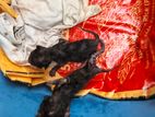 Kittens for Kind Home