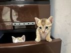 Kittens for Kind Home