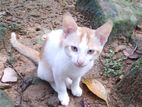 Kitten for Kind Home