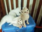 Persian Cross Kitten