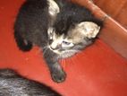 Kittens For Kind Home