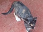 Cat for Kind Home
