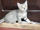 Kitten