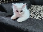 Persian Kitten