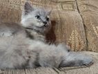 Persian Kitten