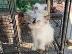 Persian Kitten