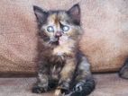 Persian Kitten