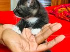 Kittens for Kind Home